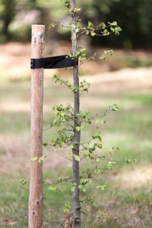 Protection du tronc des jeunes arbres en début de vie - Arboplus