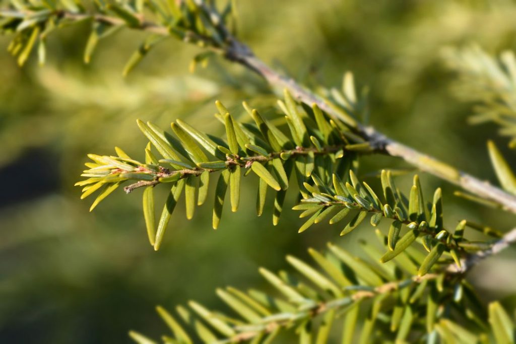 Les feuilles de la pruche du Canada sont des aiguilles aplaties aux extrémités arrondies