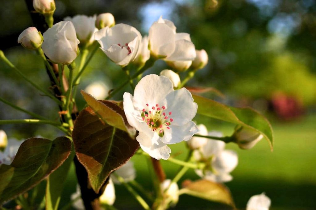 Le poirier offre de jolies fleurs blanches en temps de floraison