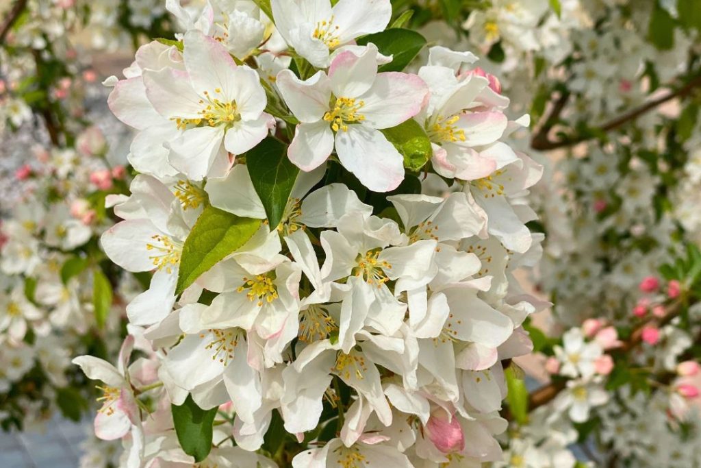 vLes fleurs blanches du pommier thé ont environ quatre centimètres de diamètre