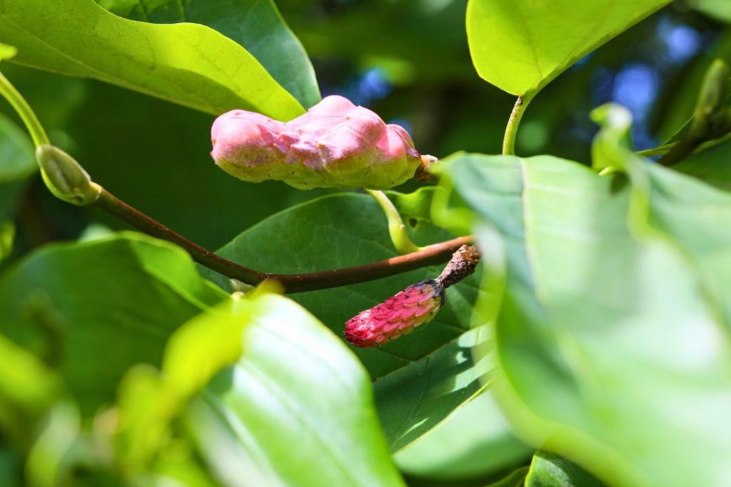 Le fruit du magnolia acuminé ressemble étrangement à un petit concombre rose ou rouge