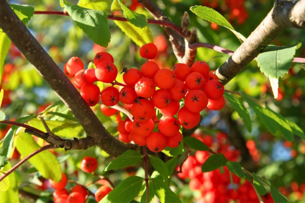 Les fruits du sorbier d'Amérique sont de petites baies rouges comestibles