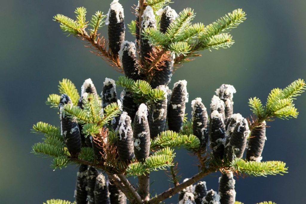 Les fruits du sapin baumier sont des cocottes résineuses