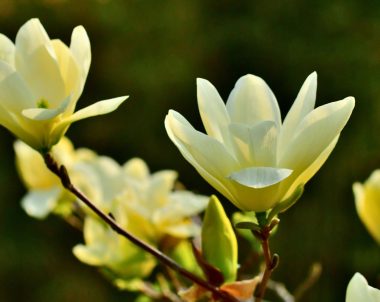 Fleurs blanches du magnolia acuminata ou arbre à concombre