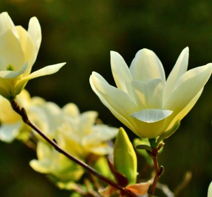 Fleurs blanches du magnolia acuminata ou arbre à concombre