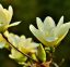 Fleurs blanches du magnolia acuminata ou arbre à concombre