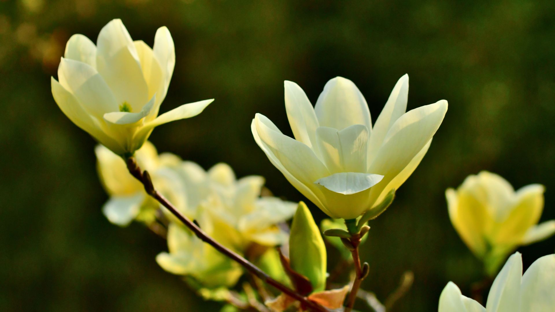 Fleurs blanches du magnolia acuminata ou arbre à concombre