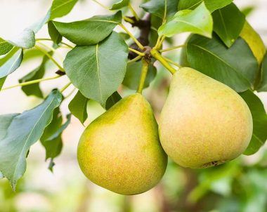 poirier de mandchourie - pyrus ussuriensis - ussurian pear tree