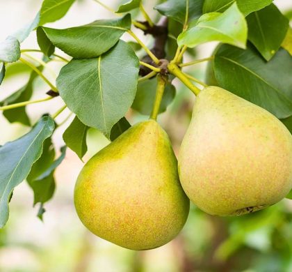 poirier de mandchourie - pyrus ussuriensis - ussurian pear tree