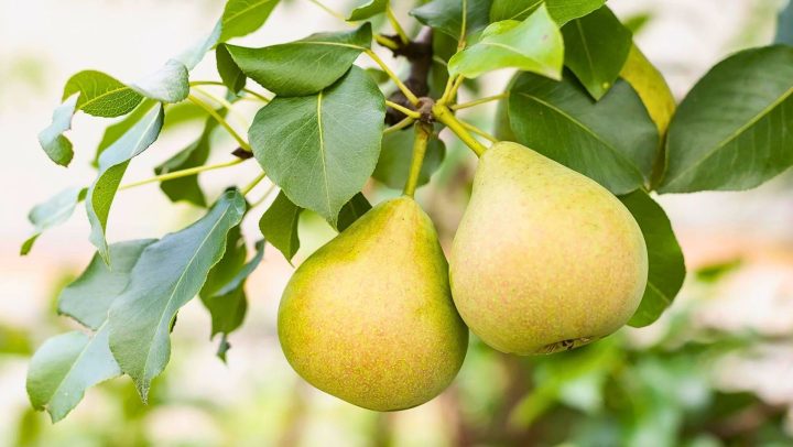 poirier de mandchourie - pyrus ussuriensis - ussurian pear tree