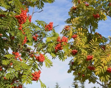 sorbier d'Amérique - sorbus Americana - American mountainash