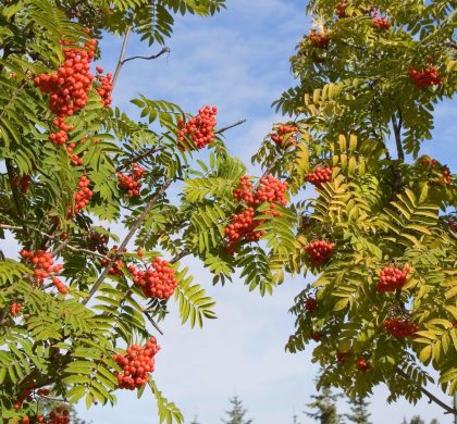 sorbier d'Amérique - sorbus Americana - American mountainash