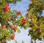 sorbier d'Amérique - sorbus Americana - American mountainash