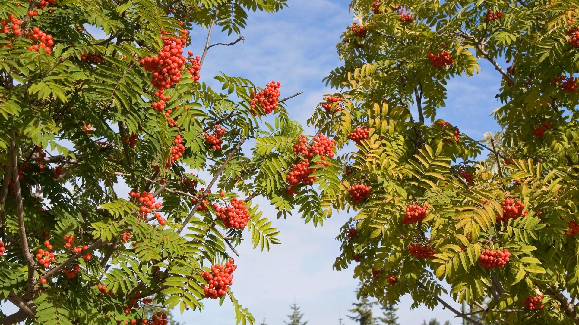 sorbier d'Amérique - sorbus Americana - American mountainash