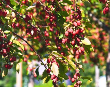 pommier thé - malus hupehensis - tea crabapple