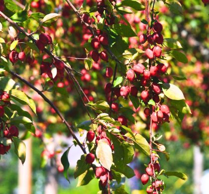 pommier thé - malus hupehensis - tea crabapple