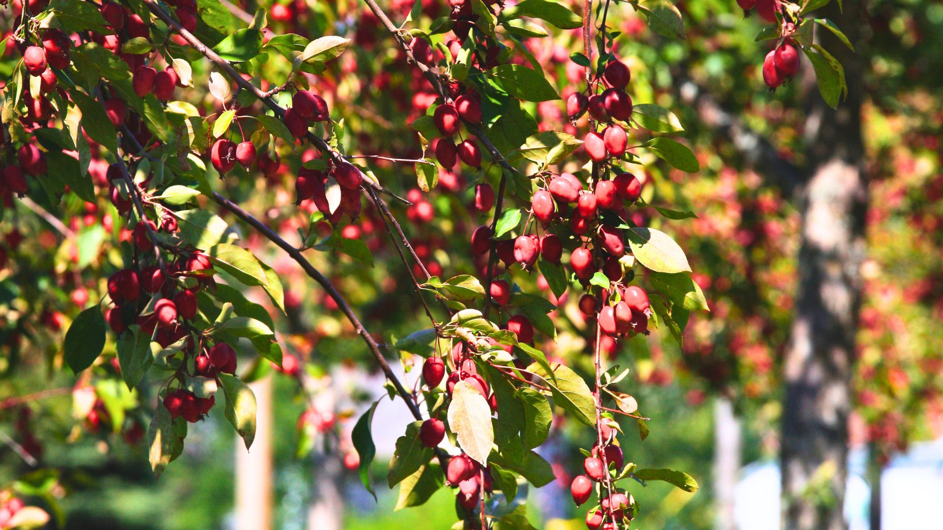 pommier thé - malus hupehensis - tea crabapple